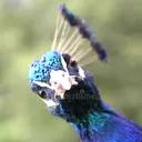 Kura zakwitła 🦚