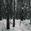 ⋆୨୧｡The Quiet Atelier｡୨୧⋆'s icon