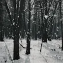 ⋆୨୧｡The Quiet Atelier｡୨୧⋆'s icon