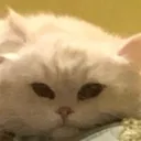 Aiden’s Twitch group
