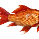The big fish