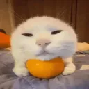 Goldcord Discord Server Icon