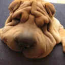 SharpeiBP