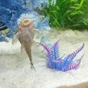 Navi_'s Aquarium