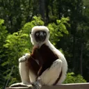 The Zoo