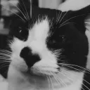 SeriousCommunity Discord Server Icon