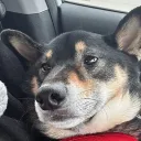 Som Discord Server Icon