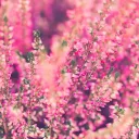 Blossom-Valley