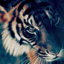 Wildclan