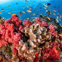 The Coral Reef