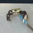 Crab Man Swerver