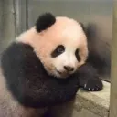 おいでよ！シャンシャンの森