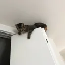 男子動画部