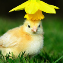 The Server Of Niceness Server Icon