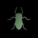 Aphid
