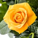 A Yellow Rose [HKF Sub-server]