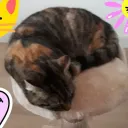 😸CuteCatsXXL😺 fan server
