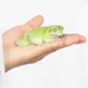 THE LILYPAD 🐸