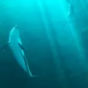 メープルまうんてん