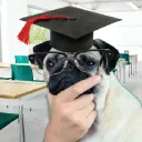pug dead lol