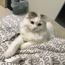 ゲーム