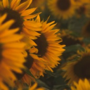 {âš¬Friendsâ™¡} Server Icon