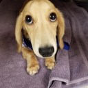 Taurius Love Dogs Server Icon