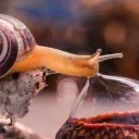 Nation of Snails