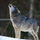 Lives Of The Wolves Server Icon