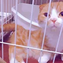 シャルお嬢鯖
