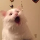 CAT PARTY REPUBLIC