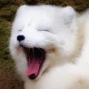 Samoyed Agency