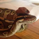 python-lille