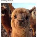 Twitter Friendz