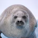 ちっ鯖