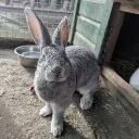 Bunny Cafe - A place for people to meet - LGBTIA+ & Neurodivergent Hangout