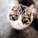 Survivor Cats Reformation Discord