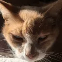 Moufnest