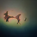 ✿٫