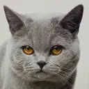 Cat Gang Bang