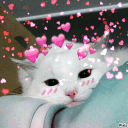 ♡ 𝑺𝒂𝒓𝒂𝒉'𝒔 𝑫𝒊𝒔𝒄𝒐𝒓𝒅 ♡