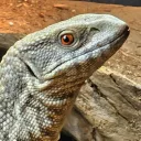 The Reptidome