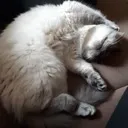 Very Inactive Cat Hell