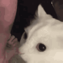 obscurecatgang (cats allowed again) icon