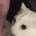 obscurecatgang (cats allowed again)