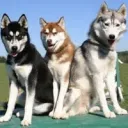Huskies