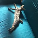 猫さば（旧CTさば）