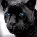 Panther Social Club