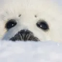 Imported Harp Seals