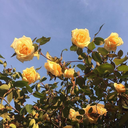 The Garden Server Icon